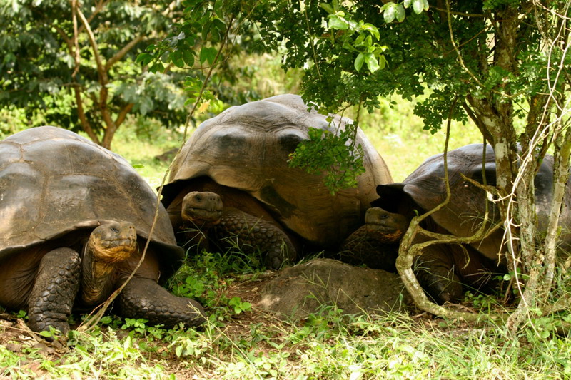 Galapagoskie legwany morskie są endemiczne dla archipelagu