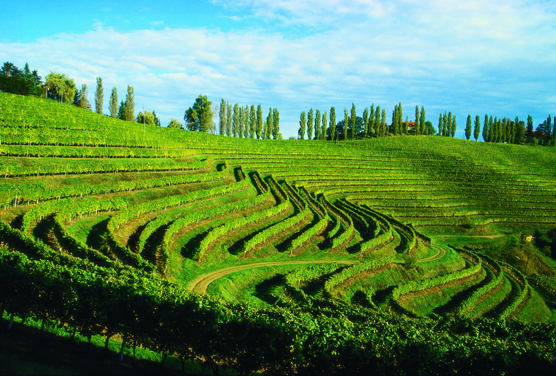 Słowenia – mały kraj wielkich win