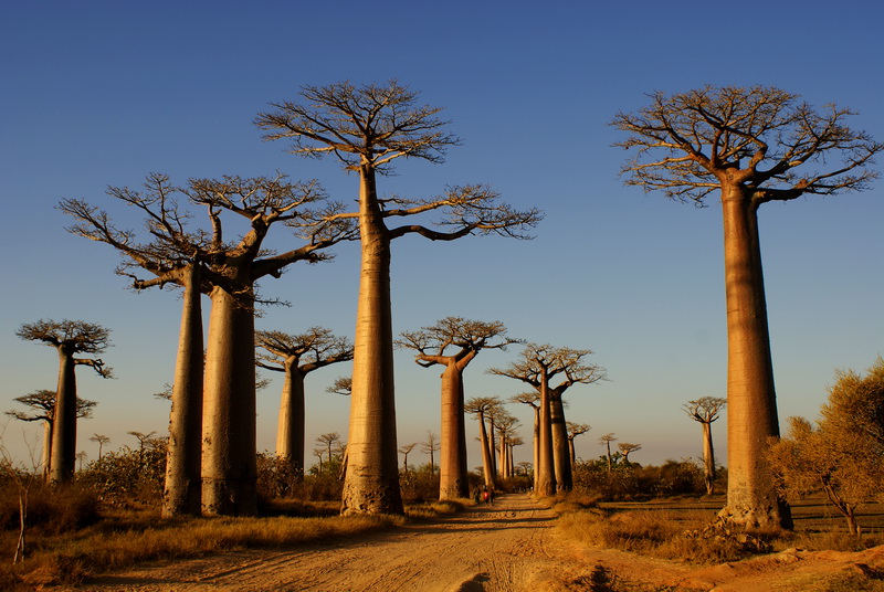 Na krańcu świata na Madagaskarze