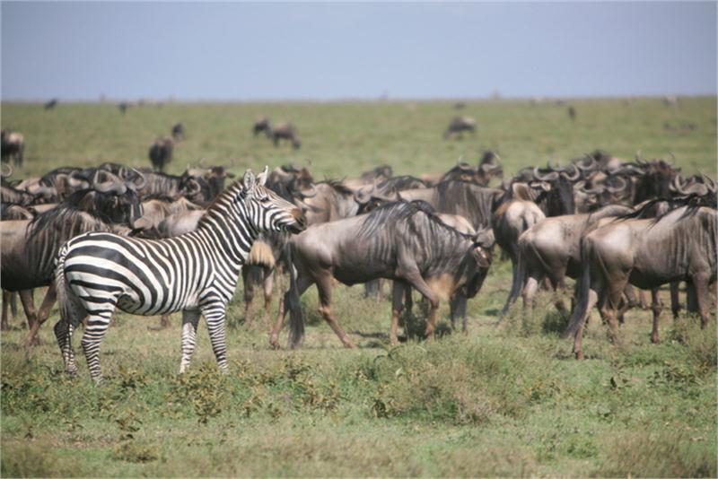 Nieodparty urok Tanzanii i Zanzibaru