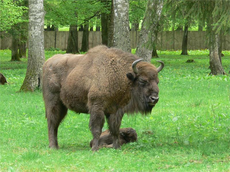 Podlaskie w symbiozie z naturą