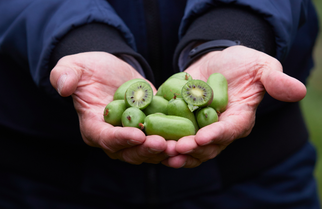 MINI KIWI naturalne wzmocnienie odporność w okresie jesiennym