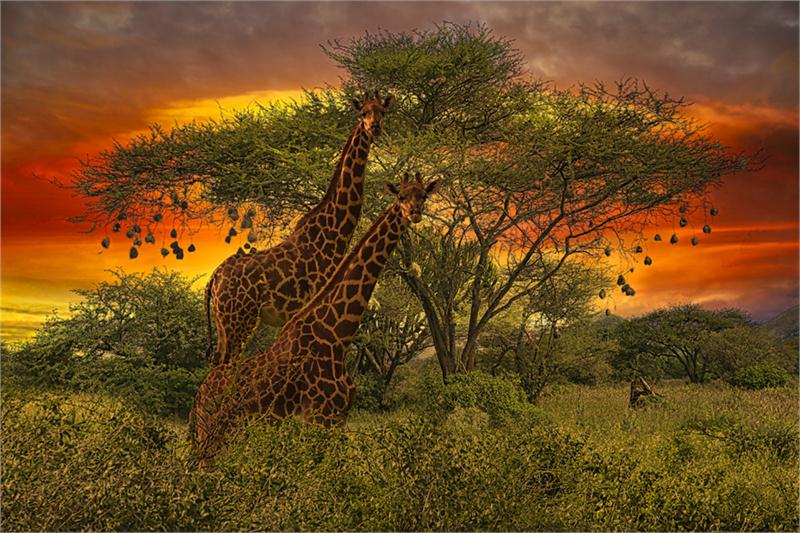 Safari marzeń w Afryce Wschodniej