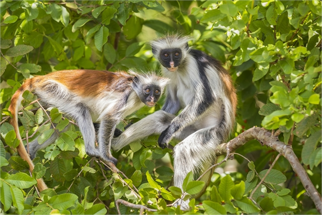 Zanzibar na wakacje