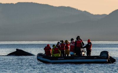 Alaska Yacht Wildlife Adventure