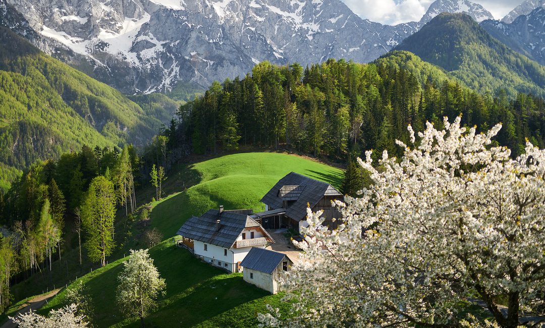 Słowenia w rozkwicie. Najpiękniejsze wiosenne kadry z zielonego serca Europy.
