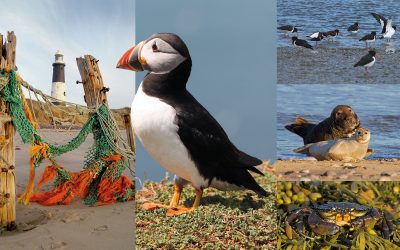 From puffins to red squirrels: The best places to spot wildlife in Yorkshire