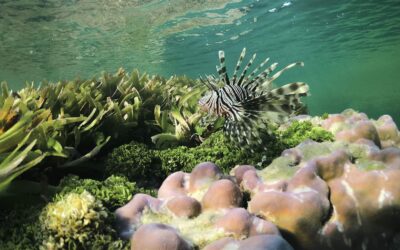 How Island Nations Can Harness Tourist Dollars for Conservation