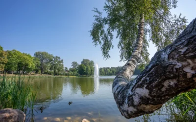 Druskininkai Named the 2026 European City of the Trees