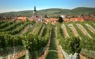 Polska winem płynąca. 6 regionów, które warto odkryć szlakiem winnic